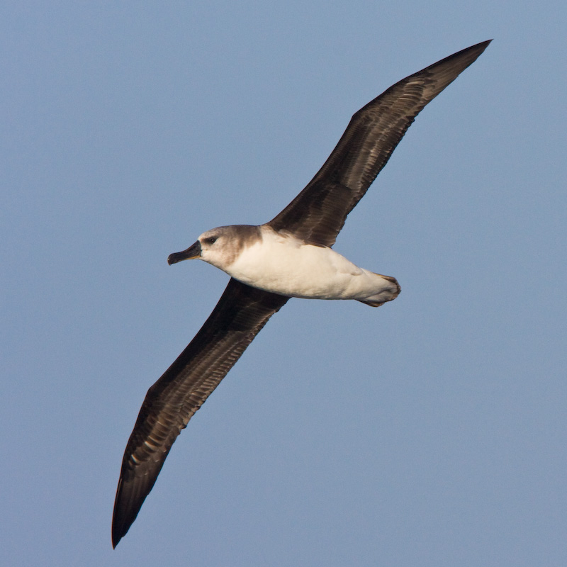 Gray-Headed Albatross In Flight